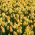 Yellow glade - Set tulip dan jonquils - 50 pcs - 