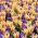 Campo de contraste - Conjunto de tulipas e açafrões - 50 pcs - 