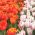 Ensemble de deux variétés de tulipes - 30 pcs - 