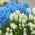 Witte en blauwe druif hyacint set - 60 st - 