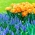 Conjunto de tulipas laranja com flores duplas e jacinto de uva azul-florido - 50 unidades - 