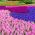 Conjunto das mais belas cultivares de jacinto - 36 peças - 