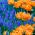 گل لاله نارنجی + سنبلچه انگور - مجموعه 45 قطعه - 