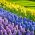 जोन्क्विल, लैवेंडर-फूल वाले जलकुंभी और नीले जलकुंभी - 28 टुकड़ा सेट - 
