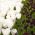 Weiße und dunkel bordeauxrote Tulpe - 30-Stück-Satz