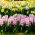 Narciso branco e rosa jacinto - 29 peças - 