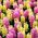 Рожево-жовтий набір гіацинтів - 24 шт - 
