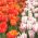 Rood en wit-paarse tulpenset - 50 st - 