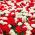 Beyaz ve Kırmızı İki Çiçekli Lale Seti - 50 Parça - 