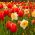 Červený tulipán a bílý narcis - sada 50 ks - 