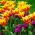 Set tulipano a fiore doppio e mughetto - 40 pezzi - 