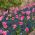 Tulipe "Innuendo" et myosotis alpin bleu - set de bulbes et graines - 