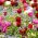 Tulipe - mélange de variétés et myosotis alpin bleu - jeu de bulbes et de graines - 