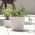 「Boardee Basic」丸型植木鉢-24 cm-白 - 