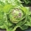 Butterhead Lettuce May Queen seeds - Lactuta sativa - 1050 biji - Lactuca sativa L. var. Capitata