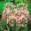 mawar bawang putih - 20 lampu -  Allium Roseum