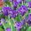 Iris germanica Batik - čebulica / gomolj / koren