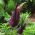 Gemeine Drachenwurz - Dracunculus vulgaris; Schlangenwurz