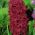 Hyacinthus Woodstock - Hyazinthe Woodstock - 3 Zwiebeln