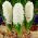 Hyacinthus Aiolos - Hyacint Aiolos - 3 cibule