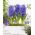Hyacint - Blue Pearl - pakket van 3 stuks - Hyacinthus