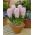 Jacinthe - China Pink - paquet de 3 pièces - Hyacinthus