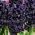 Hyacinthus Dark Dimension - البعد الداكن الصفير - بصلة / درنة / جذر