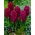Hyacinthus Woodstock - Hyacinth Woodstock - 3 bulbs