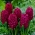 Hiacintas - Woodstock - pakuotėje yra 3 vnt - Hyacinthus