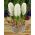 Hyacintsläktet - Aiolos - paket med 3 stycken - Hyacinthus