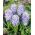Hyacinthus天空夹克 - 风信子天空夹克 -  3个洋葱