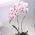 Round orchid flower pot - Coubi DUOW - 13 cm - Blue