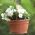 Pot bunga tergantung - Terra - 26 cm - Terracotta - 