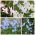Ipheion - Starflower - pemilihan warna - pek besar! - 80 pcs; bunga bintang musim bunga - 