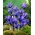 Iris reticulata - Harmony - pacchetto di 10 pezzi