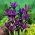 Iris Botanical Purple Gem - 10 žarnic - Iris reticulata