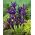 Iris Botanic Botanic Purple - 10 bulbi - Iris reticulata
