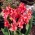 Canna, Blumenrohr Orchid