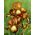 아이리스 germanica 청동 - 알뿌리 / tuber / 루트 - Iris germanica
