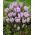 Crocus Pickwick - 10 kvetinové cibule