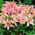 Lilium, Lily Pink Pixie - květinové cibulky / hlíza / kořen - Lilium Pink Pixie