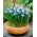 Muscari azureum - azurové hrozny - 10 květinové cibule