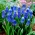 Muscari Dark Eyes - Grape Hyacinth Dark Eyes - 5 bulbs