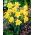 Daffodil Magnet - 5 pcs - Narcissus