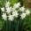 Narcissus Thalia - Daffodil Thalia - 5 หลอด