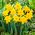 Narcissus Nepřekonatelný - Narcis Nepřekonatelný - 5 květinové cibule