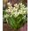 Erythronium White Beauty - Собачий зуб Білий Краса - цибулина / бульба / корінь