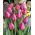 Tulipa Don Quichotte - pacote de 5 peças