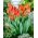 Tulipaner Fidelio - pakke med 5 stk - Tulipa Fidelio