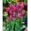 Tulpansläktet Maytime - paket med 5 stycken - Tulipa Maytime